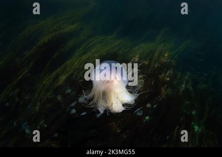 Blaue Quallen schwimmen in der Nähe der schottischen Küste. Große Quallen im Meer. Meeresbewohner in der Nähe von Schottland. Stockfoto