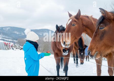 Kind, sechs Jahre alter Junge, der Pferde mit Apfel füttert. Pferd, das Obst aus der Hand eines Jungen isst. Bauernhof im Winter. Stockfoto