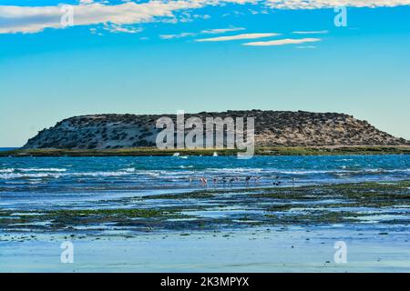 Naturschutzgebiet Puerto Madryn.unesco-Weltkulturerbe Stockfoto