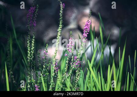 Lila Blüten mit hohem Gras aus der Nähe gesehen Stockfoto