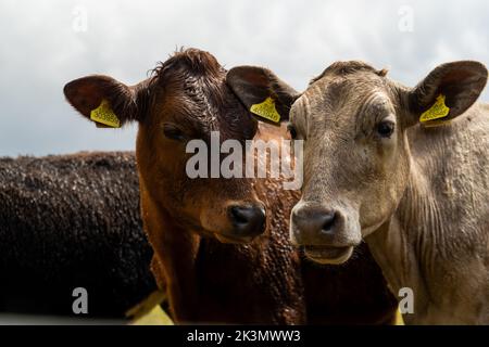 Gruppe junger Kühe auf der Weide, neugierig und nähernd. Rinder standen und setzten sich in verschiedenen Farben auf dem Feld in wunderschönem Wetter Stockfoto