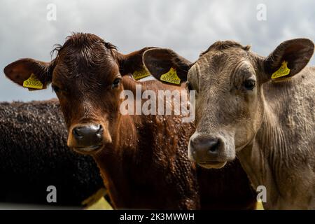 Gruppe junger Kühe auf der Weide, neugierig und nähernd. Rinder standen und setzten sich in verschiedenen Farben auf dem Feld in wunderschönem Wetter Stockfoto