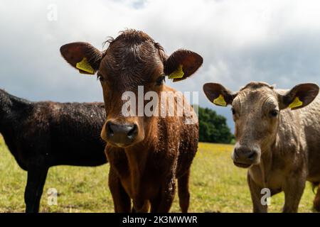 Gruppe junger Kühe auf der Weide, neugierig und nähernd. Rinder standen und setzten sich in verschiedenen Farben auf dem Feld in wunderschönem Wetter Stockfoto