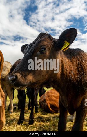 Gruppe junger Kühe auf der Weide, neugierig und nähernd. Rinder standen und setzten sich in verschiedenen Farben auf dem Feld in wunderschönem Wetter Stockfoto