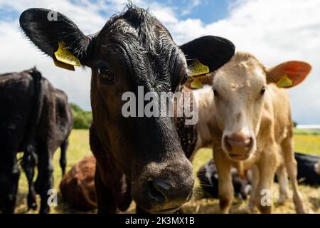 Gruppe junger Kühe auf der Weide, neugierig und nähernd. Rinder standen und setzten sich in verschiedenen Farben auf dem Feld in wunderschönem Wetter Stockfoto