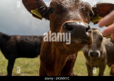 Gruppe junger Kühe auf der Weide, neugierig und nähernd. Rinder standen und setzten sich in verschiedenen Farben auf dem Feld in wunderschönem Wetter Stockfoto
