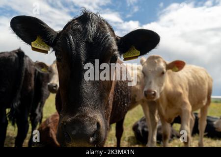Gruppe junger Kühe auf der Weide, neugierig und nähernd. Rinder standen und setzten sich in verschiedenen Farben auf dem Feld in wunderschönem Wetter Stockfoto