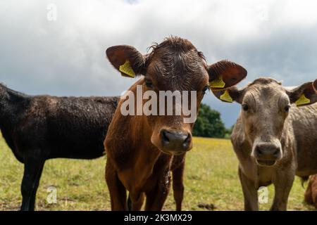Gruppe junger Kühe auf der Weide, neugierig und nähernd. Rinder standen und setzten sich in verschiedenen Farben auf dem Feld in wunderschönem Wetter Stockfoto