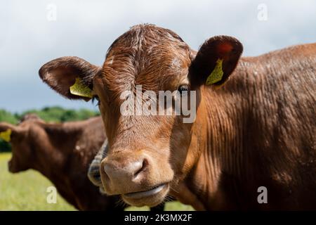 Gruppe junger Kühe auf der Weide, neugierig und nähernd. Rinder standen und setzten sich in verschiedenen Farben auf dem Feld in wunderschönem Wetter Stockfoto