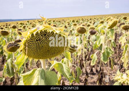 Sonnenblumen, Frankreich Stockfoto