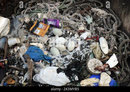 Dieses Paar brütende Schwäne haben gelernt, wie man improvisiert, nachdem sie beschlossen haben, ihr Nest inmitten eines belebten Docks neben Fischereifahrzeugen und Schleppern zu bauen. Sie haben ein Zuhause für ihre fünf bald auszubrüten Eier aus einer zufallslosen Sammlung von gewickelten Ketten und weggeworfenen Seilen, leeren Plastiktüten, knackigen Päckchen, Isolierung und einem seit langem verlassenen Milchkarton geschaffen. Und unter dieser bizarren Ansammlung von Trümmern in diesem Nest in der Camber in Portsmouth, neben dem Sir Ben Ainslie seine Americas Cup Challenge vorbereitet, befindet sich auch eine Computermaus. Herr Bill Thomas, der seinen Hund in der Nähe des Nestsitzes führt Stockfoto