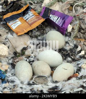 Dieses Paar brütende Schwäne haben gelernt, wie man improvisiert, nachdem sie beschlossen haben, ihr Nest inmitten eines belebten Docks neben Fischereifahrzeugen und Schleppern zu bauen. Sie haben ein Zuhause für ihre fünf bald auszubrüten Eier aus einer zufallslosen Sammlung von gewickelten Ketten und weggeworfenen Seilen, leeren Plastiktüten, knackigen Päckchen, Isolierung und einem seit langem verlassenen Milchkarton geschaffen. Und unter dieser bizarren Ansammlung von Trümmern in diesem Nest in der Camber in Portsmouth, neben dem Sir Ben Ainslie seine Americas Cup Challenge vorbereitet, befindet sich auch eine Computermaus. Herr Bill Thomas, der seinen Hund in der Nähe des Nestsitzes führt Stockfoto