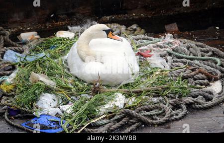 Dieses Paar brütende Schwäne haben gelernt, wie man improvisiert, nachdem sie beschlossen haben, ihr Nest inmitten eines belebten Docks neben Fischereifahrzeugen und Schleppern zu bauen. Sie haben ein Zuhause für ihre fünf bald auszubrüten Eier aus einer zufallslosen Sammlung von gewickelten Ketten und weggeworfenen Seilen, leeren Plastiktüten, knackigen Päckchen, Isolierung und einem seit langem verlassenen Milchkarton geschaffen. Und unter dieser bizarren Ansammlung von Trümmern in diesem Nest in der Camber in Portsmouth, neben dem Sir Ben Ainslie seine Americas Cup Challenge vorbereitet, befindet sich auch eine Computermaus. Herr Bill Thomas, der seinen Hund in der Nähe des Nestsitzes führt Stockfoto