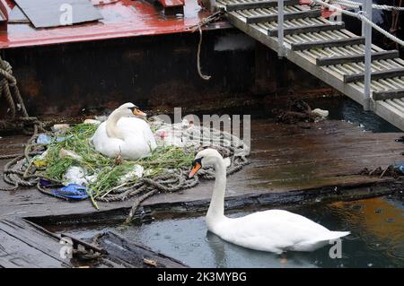 Dieses Paar brütende Schwäne haben gelernt, wie man improvisiert, nachdem sie beschlossen haben, ihr Nest inmitten eines belebten Docks neben Fischereifahrzeugen und Schleppern zu bauen. Sie haben ein Zuhause für ihre fünf bald auszubrüten Eier aus einer zufallslosen Sammlung von gewickelten Ketten und weggeworfenen Seilen, leeren Plastiktüten, knackigen Päckchen, Isolierung und einem seit langem verlassenen Milchkarton geschaffen. Und unter dieser bizarren Ansammlung von Trümmern in diesem Nest in der Camber in Portsmouth, neben dem Sir Ben Ainslie seine Americas Cup Challenge vorbereitet, befindet sich auch eine Computermaus. Herr Bill Thomas, der seinen Hund in der Nähe des Nestsitzes führt Stockfoto