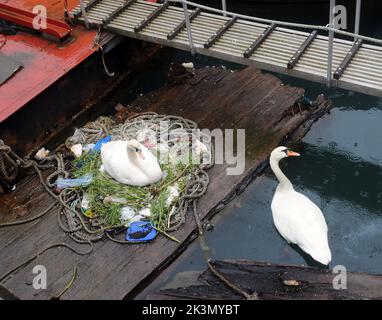 Dieses Paar brütende Schwäne haben gelernt, wie man improvisiert, nachdem sie beschlossen haben, ihr Nest inmitten eines belebten Docks neben Fischereifahrzeugen und Schleppern zu bauen. Sie haben ein Zuhause für ihre fünf bald auszubrüten Eier aus einer zufallslosen Sammlung von gewickelten Ketten und weggeworfenen Seilen, leeren Plastiktüten, knackigen Päckchen, Isolierung und einem seit langem verlassenen Milchkarton geschaffen. Und unter dieser bizarren Ansammlung von Trümmern in diesem Nest in der Camber in Portsmouth, neben dem Sir Ben Ainslie seine Americas Cup Challenge vorbereitet, befindet sich auch eine Computermaus. Herr Bill Thomas, der seinen Hund in der Nähe des Nestsitzes führt Stockfoto