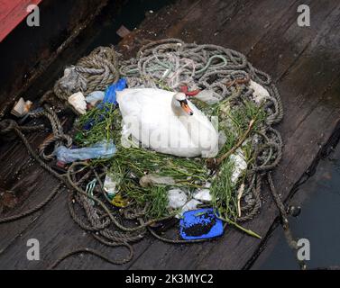 Dieses Paar brütende Schwäne haben gelernt, wie man improvisiert, nachdem sie beschlossen haben, ihr Nest inmitten eines belebten Docks neben Fischereifahrzeugen und Schleppern zu bauen. Sie haben ein Zuhause für ihre fünf bald auszubrüten Eier aus einer zufallslosen Sammlung von gewickelten Ketten und weggeworfenen Seilen, leeren Plastiktüten, knackigen Päckchen, Isolierung und einem seit langem verlassenen Milchkarton geschaffen. Und unter dieser bizarren Ansammlung von Trümmern in diesem Nest in der Camber in Portsmouth, neben dem Sir Ben Ainslie seine Americas Cup Challenge vorbereitet, befindet sich auch eine Computermaus. Herr Bill Thomas, der seinen Hund in der Nähe des Nestsitzes führt Stockfoto