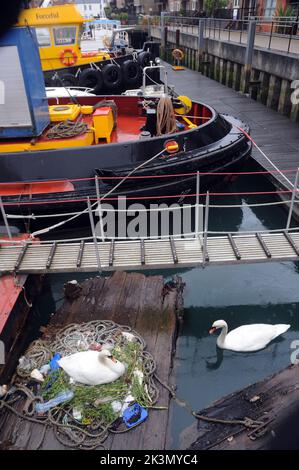 Dieses Paar brütende Schwäne haben gelernt, wie man improvisiert, nachdem sie beschlossen haben, ihr Nest inmitten eines belebten Docks neben Fischereifahrzeugen und Schleppern zu bauen. Sie haben ein Zuhause für ihre fünf bald auszubrüten Eier aus einer zufallslosen Sammlung von gewickelten Ketten und weggeworfenen Seilen, leeren Plastiktüten, knackigen Päckchen, Isolierung und einem seit langem verlassenen Milchkarton geschaffen. Und unter dieser bizarren Ansammlung von Trümmern in diesem Nest in der Camber in Portsmouth, neben dem Sir Ben Ainslie seine Americas Cup Challenge vorbereitet, befindet sich auch eine Computermaus. Herr Bill Thomas, der seinen Hund in der Nähe des Nestsitzes führt Stockfoto