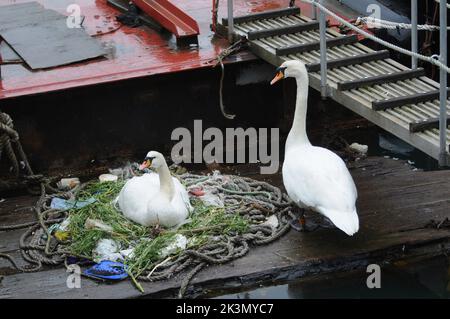 Dieses Paar brütende Schwäne haben gelernt, wie man improvisiert, nachdem sie beschlossen haben, ihr Nest inmitten eines belebten Docks neben Fischereifahrzeugen und Schleppern zu bauen. Sie haben ein Zuhause für ihre fünf bald auszubrüten Eier aus einer zufallslosen Sammlung von gewickelten Ketten und weggeworfenen Seilen, leeren Plastiktüten, knackigen Päckchen, Isolierung und einem seit langem verlassenen Milchkarton geschaffen. Und unter dieser bizarren Ansammlung von Trümmern in diesem Nest in der Camber in Portsmouth, neben dem Sir Ben Ainslie seine Americas Cup Challenge vorbereitet, befindet sich auch eine Computermaus. Herr Bill Thomas, der seinen Hund in der Nähe des Nestsitzes führt Stockfoto