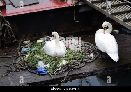 Dieses Paar brütende Schwäne haben gelernt, wie man improvisiert, nachdem sie beschlossen haben, ihr Nest inmitten eines belebten Docks neben Fischereifahrzeugen und Schleppern zu bauen. Sie haben ein Zuhause für ihre fünf bald auszubrüten Eier aus einer zufallslosen Sammlung von gewickelten Ketten und weggeworfenen Seilen, leeren Plastiktüten, knackigen Päckchen, Isolierung und einem seit langem verlassenen Milchkarton geschaffen. Und unter dieser bizarren Ansammlung von Trümmern in diesem Nest in der Camber in Portsmouth, neben dem Sir Ben Ainslie seine Americas Cup Challenge vorbereitet, befindet sich auch eine Computermaus. Herr Bill Thomas, der seinen Hund in der Nähe des Nestsitzes führt Stockfoto