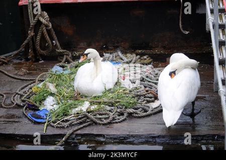 Dieses Paar brütende Schwäne haben gelernt, wie man improvisiert, nachdem sie beschlossen haben, ihr Nest inmitten eines belebten Docks neben Fischereifahrzeugen und Schleppern zu bauen. Sie haben ein Zuhause für ihre fünf bald auszubrüten Eier aus einer zufallslosen Sammlung von gewickelten Ketten und weggeworfenen Seilen, leeren Plastiktüten, knackigen Päckchen, Isolierung und einem seit langem verlassenen Milchkarton geschaffen. Und unter dieser bizarren Ansammlung von Trümmern in diesem Nest in der Camber in Portsmouth, neben dem Sir Ben Ainslie seine Americas Cup Challenge vorbereitet, befindet sich auch eine Computermaus. Herr Bill Thomas, der seinen Hund in der Nähe des Nestsitzes führt Stockfoto