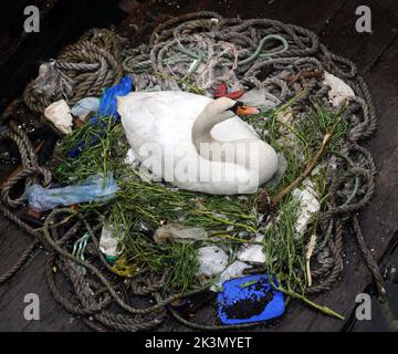 Dieses Paar brütende Schwäne haben gelernt, wie man improvisiert, nachdem sie beschlossen haben, ihr Nest inmitten eines belebten Docks neben Fischereifahrzeugen und Schleppern zu bauen. Sie haben ein Zuhause für ihre fünf bald auszubrüten Eier aus einer zufallslosen Sammlung von gewickelten Ketten und weggeworfenen Seilen, leeren Plastiktüten, knackigen Päckchen, Isolierung und einem seit langem verlassenen Milchkarton geschaffen. Und unter dieser bizarren Ansammlung von Trümmern in diesem Nest in der Camber in Portsmouth, neben dem Sir Ben Ainslie seine Americas Cup Challenge vorbereitet, befindet sich auch eine Computermaus. Herr Bill Thomas, der seinen Hund in der Nähe des Nestsitzes führt Stockfoto