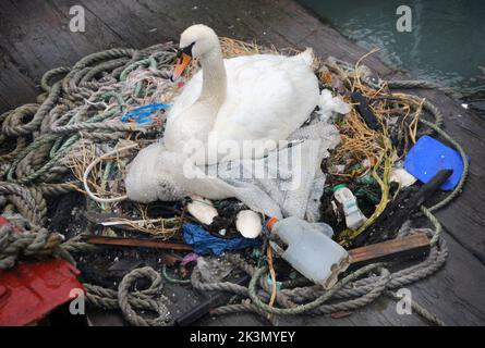 Dieses Paar brütende Schwäne haben gelernt, wie man improvisiert, nachdem sie beschlossen haben, ihr Nest inmitten eines belebten Docks neben Fischereifahrzeugen und Schleppern zu bauen. Sie haben ein Zuhause für ihre fünf bald auszubrüten Eier aus einer zufallslosen Sammlung von gewickelten Ketten und weggeworfenen Seilen, leeren Plastiktüten, knackigen Päckchen, Isolierung und einem seit langem verlassenen Milchkarton geschaffen. Und unter dieser bizarren Ansammlung von Trümmern in diesem Nest in der Camber in Portsmouth, neben dem Sir Ben Ainslie seine Americas Cup Challenge vorbereitet, befindet sich auch eine Computermaus. Herr Bill Thomas, der seinen Hund in der Nähe des Nestsitzes führt Stockfoto