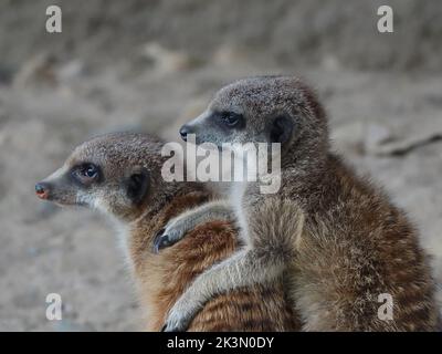 Zwei Erdmännchen (Suricata suricatta) mit einem verschwommenen Hintergrund, der zur Seite schaut Stockfoto