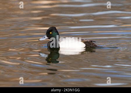 Ein kleiner Scaup drake mit Wassertropfen auf dem Kopf und Rückenfedern, die in einem goldbraunen See schwimmen. Nahaufnahme. Stockfoto