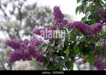 Polen, Polen, Polska, Syringa vulgaris (Flieder oder gewöhnlicher Flieder). Lilak-Pospolität. Bez, bzy; Gemeine Flieder oder Gewöhnliche Flieder. Lila común. 普通丁香 Stockfoto