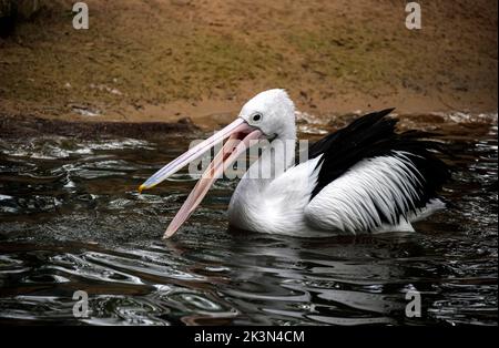 Nahaufnahme eines australischen Pelikans (Pelecanus auffallillatus) in Sydney, NSW, Australien (Foto: Tara Chand Malhotra) Stockfoto