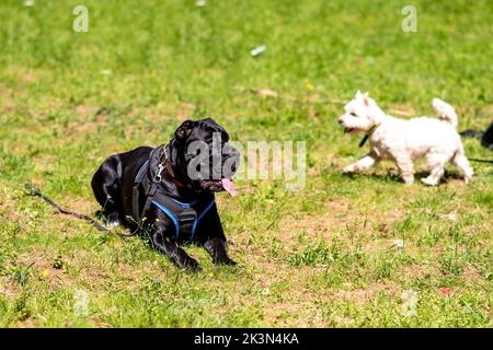 Cane corso und White Terrier, auf dem Rasen. Hochwertige Fotos Stockfoto