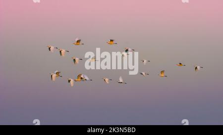 Reiher im Flug, La Pampa, Argentinien Stockfoto