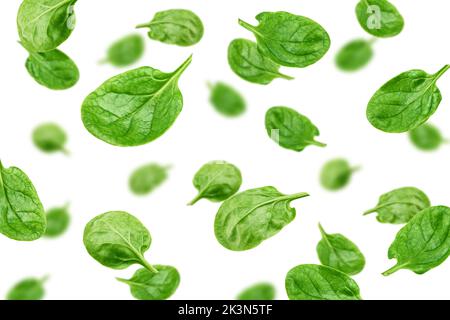 Fallender Spinat isoliert auf weißem Hintergrund, selektiver Fokus Stockfoto