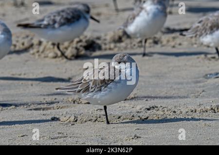 Sanderling am Strand an der Atlantikküste. Es ist ein kleiner Watvögel, der fast ausschließlich an Sandstränden gefunden wird. Stockfoto