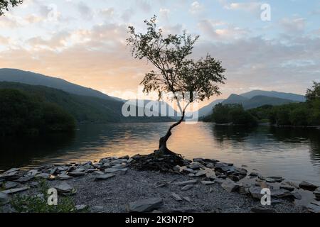 Friedlicher Sonnenaufgang in Llyn Padarn, mit dem einsamen Baum zwischen den Bergen Stockfoto