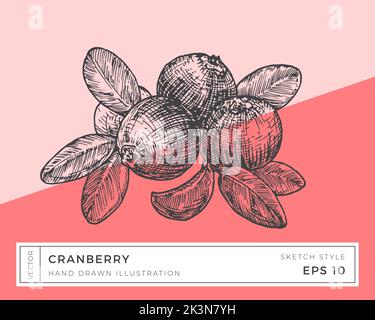 Handgezeichneter Vektor Cranberry Beeren Zweig mit Blättern Illustration. Vegane Pflanzenbasierte Lebensmittelzeichnung mit buntem Hintergrund isoliert Stock Vektor