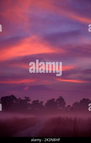 Eine neblige Morgendämmerung im Jim Corbett National Park Grasland mit brillant bunten Himmel Stockfoto