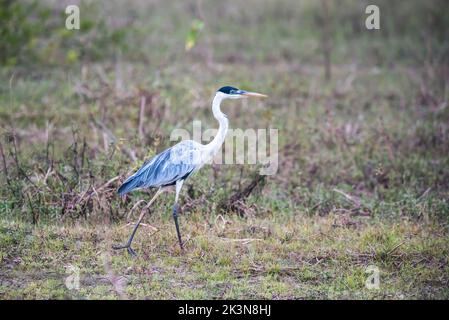 Schneegreiher in Pantanal-Umgebung, Mato Grosso, Brasilien Stockfoto