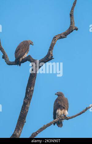 Ein Paar grauhaarige Fischadler, die auf einem trockenen Baum am Ufer des Ramganga-Flusses im Jim Corbett National Park, Uttarakhand, Indien, thronen Stockfoto