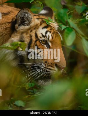 Nahaufnahme einer Tigerin, die im Hinterhalt im Jim Corbett National Park, Uttarakhand, Indien, wartet Stockfoto