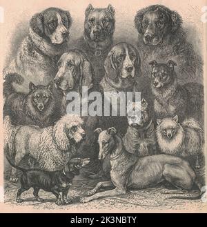 Antike gravierte Illustration der Hunderassen. Vintage-Illustration der Hunderennen. Antikes graviertes Bild der verschiedenen Hunde. Stockfoto