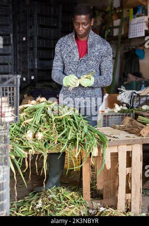 afroamerikanischer Mann schält Zwiebeln auf einer Farm Stockfoto