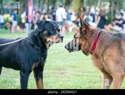 Rottweiler und Schäferhund stehen sich in einem öffentlichen Park gegenüber. Konzept der Hundesozialisierung. Stockfoto
