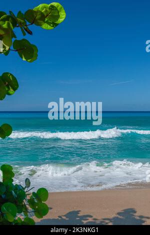 St. Croix Azure Waters Deep Blue Sky Sonnentag mit Meerestraube Stockfoto