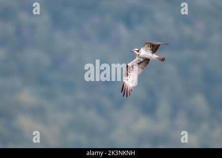 Hawk Mountain Zufluchtsort Greifvögel und Raubvögel Stockfoto