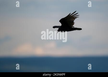 Hawk Mountain Zufluchtsort Greifvögel und Raubvögel Stockfoto