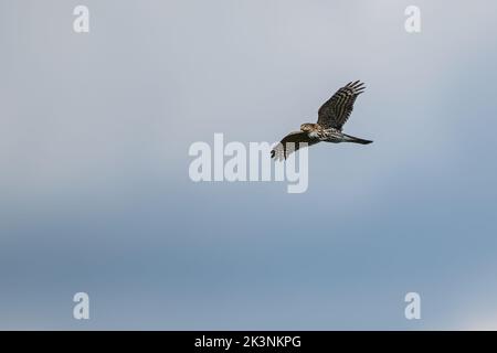 Hawk Mountain Zufluchtsort Greifvögel und Raubvögel Stockfoto