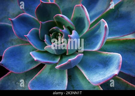 Sukkulente Kaktus Hintergrund. Nahaufnahme von blaugrün und lila Sukkulenten Kaktus Blätter Textur Tapete. Bedruckbare Wandkunst. Selektiver Fokus. Stockfoto