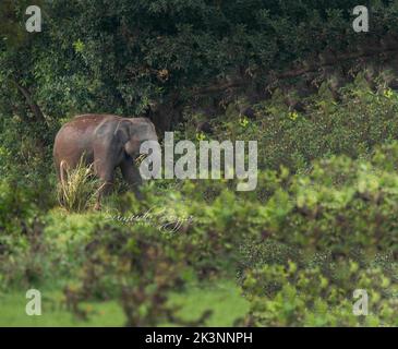 Srilankische Elefanten in freier Wildbahn Stockfoto