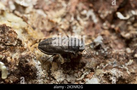 Metallischer Holzkäfer, Anthaxia quadripunctata auf Nadelrinde, Makrofoto Stockfoto